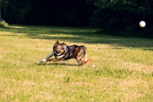 dog,playing,ball