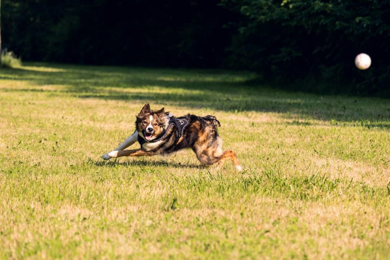 dog,playing,ball